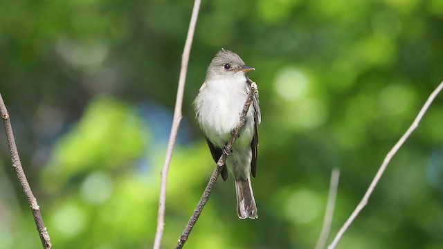 Eastern Wood-Pewee - ML201664851