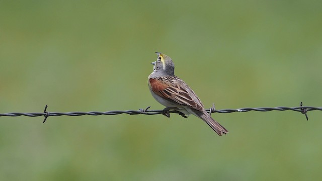 Dickcissel d'Amérique - ML201664861