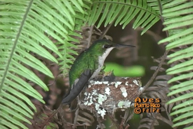 Puerto Rican Emerald - ML201664901