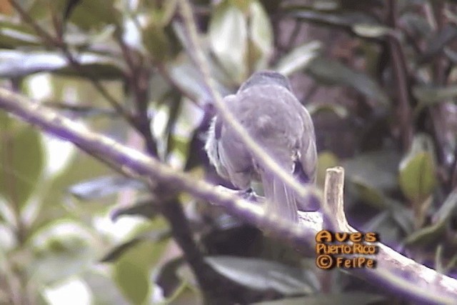 Puerto Rican Tanager - ML201664911