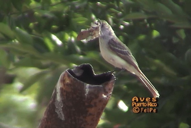 Puerto Rican Flycatcher - ML201664931