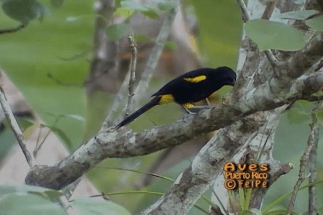 Oriole de Porto Rico - ML201664951