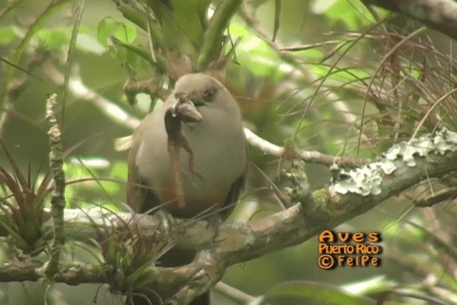 Puerto Rican Lizard-Cuckoo - ML201664971