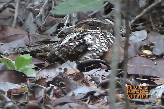 Puerto Rican Nightjar - ML201664981