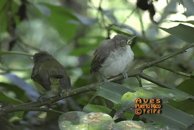 Puerto Rican Vireo - ML201664991