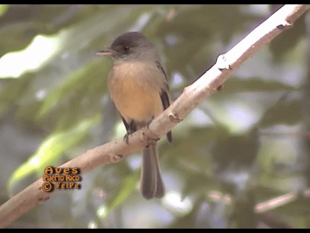 Lesser Antillean Pewee - ML201665091