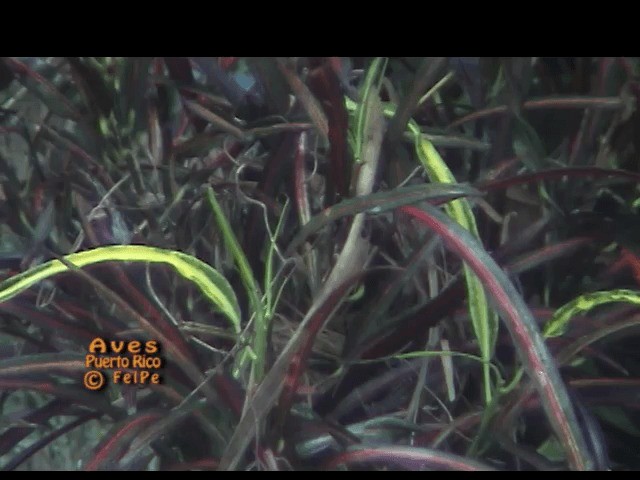 Black-faced Grassquit - ML201665121