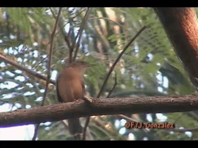 Rufous Hornero - ML201665151