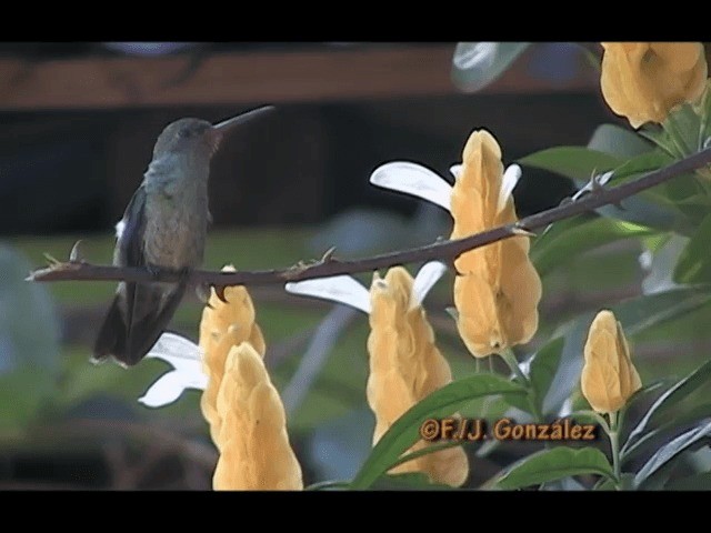 kolibřík pestrý - ML201665161