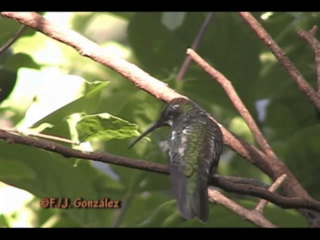 Black-throated Mango - ML201665181