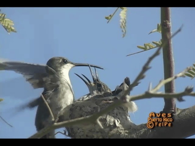kolibřík tmavoprsý - ML201665201