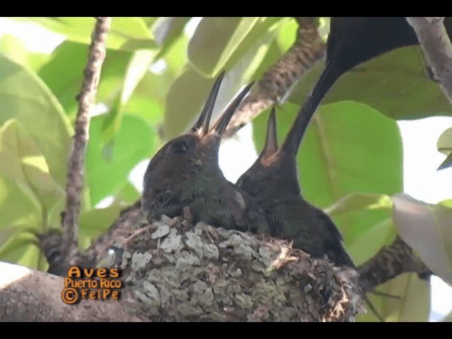 Green-throated Carib - ML201665211