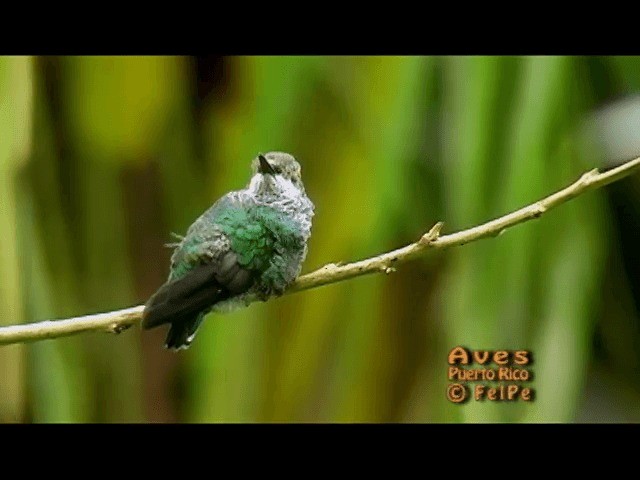 kolibřík smaragdový - ML201665221
