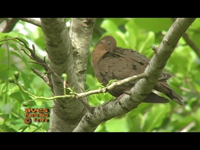 Zenaida Dove - ML201665241