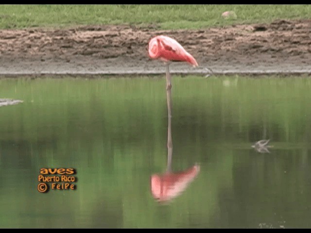American Flamingo - ML201665251