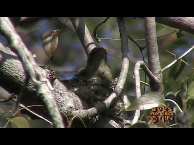 Lesser Antillean Pewee - ML201665301