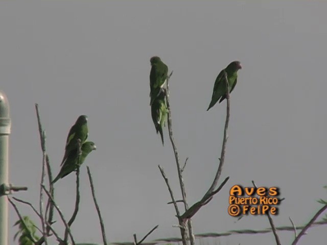 White-winged Parakeet - ML201665311