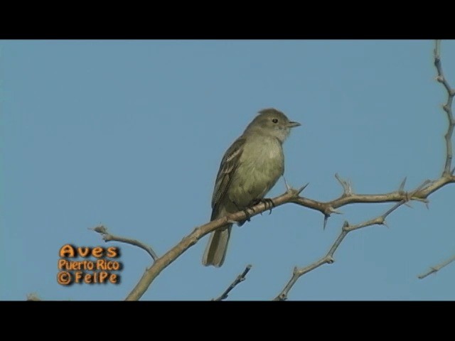 Caribbean Elaenia - ML201665321