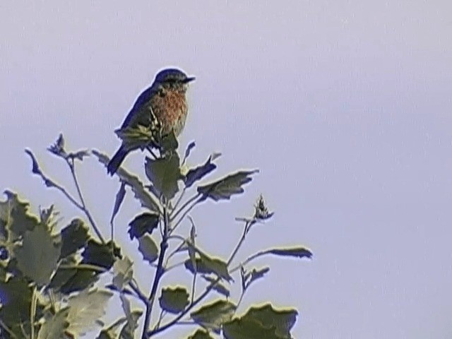 דוחל שחור-גרון - ML201665411