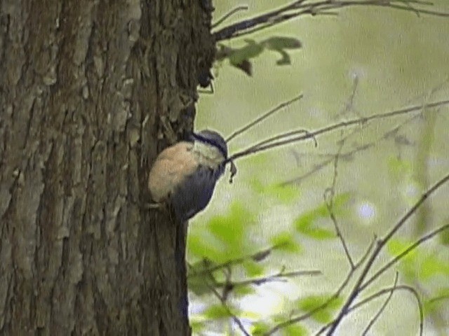 Eurasian Nuthatch (Western) - ML201665441