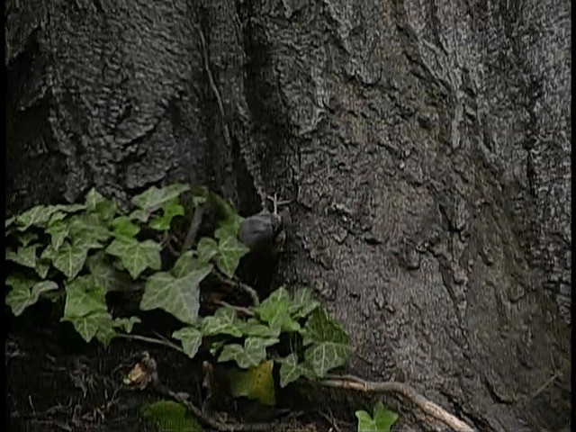 Eurasian Nuthatch (Western) - ML201665451