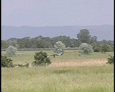 זרון סוף - ML201665691