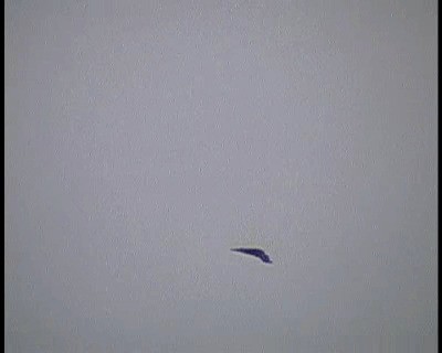 זרון סוף - ML201665701