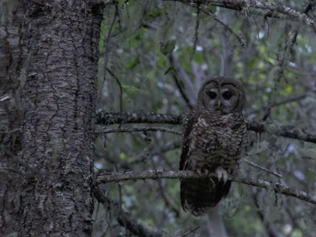 ニシアメリカフクロウ（caurina） - ML201665991