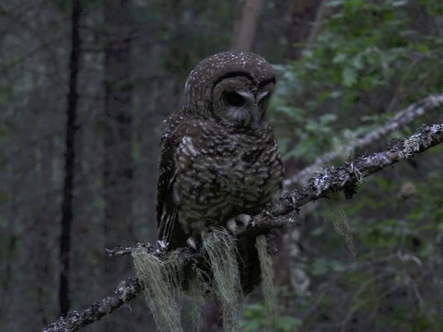 puštík západní (ssp. caurina) - ML201666001