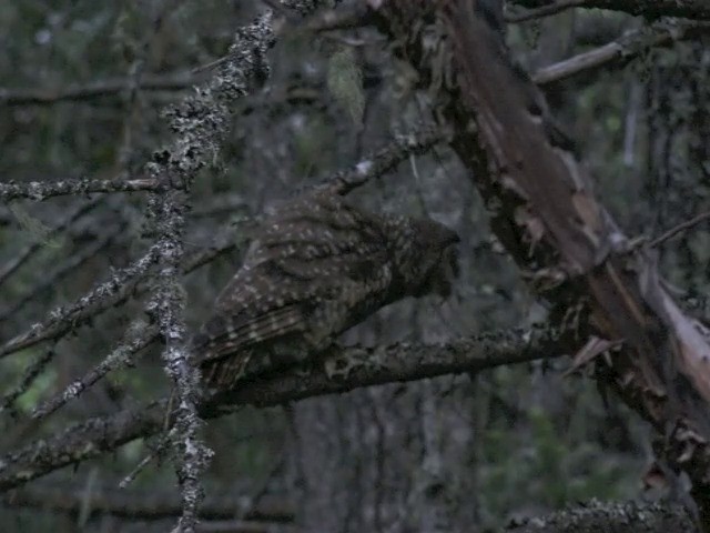 Spotted Owl (Northern) - ML201666021