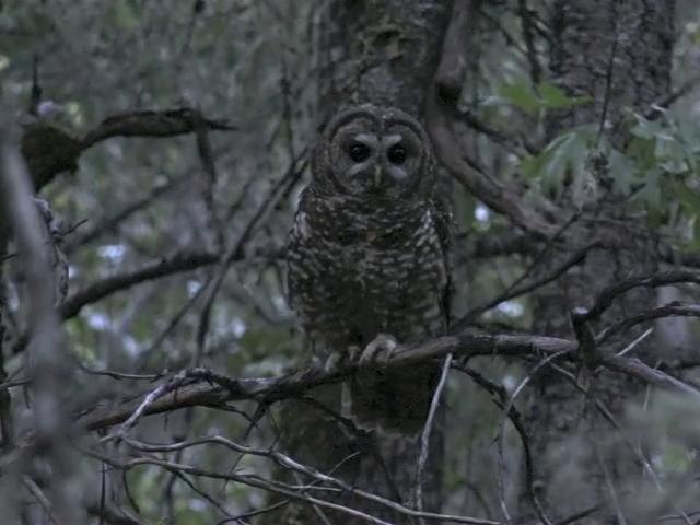 ニシアメリカフクロウ（caurina） - ML201666031