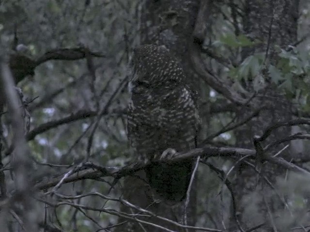 Spotted Owl (Northern) - ML201666041