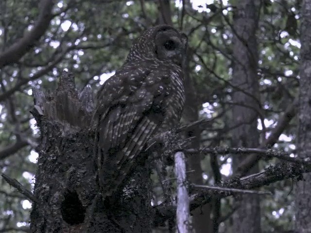 Cárabo Californiano (caurina) - ML201666051