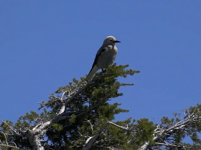 Clark's Nutcracker - ML201666071