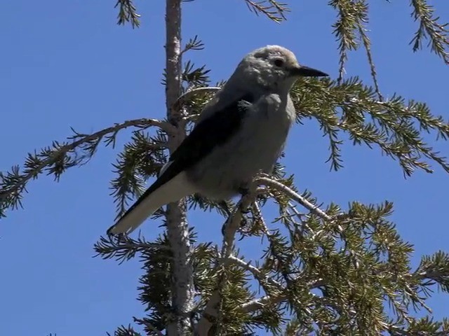 Clark's Nutcracker - ML201666111