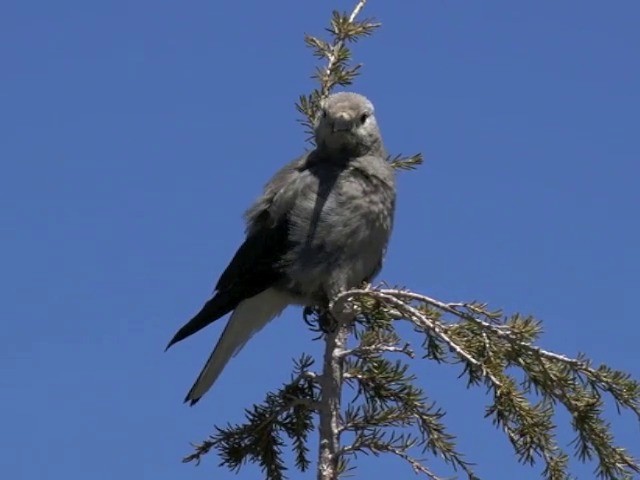 Clark's Nutcracker - ML201666121