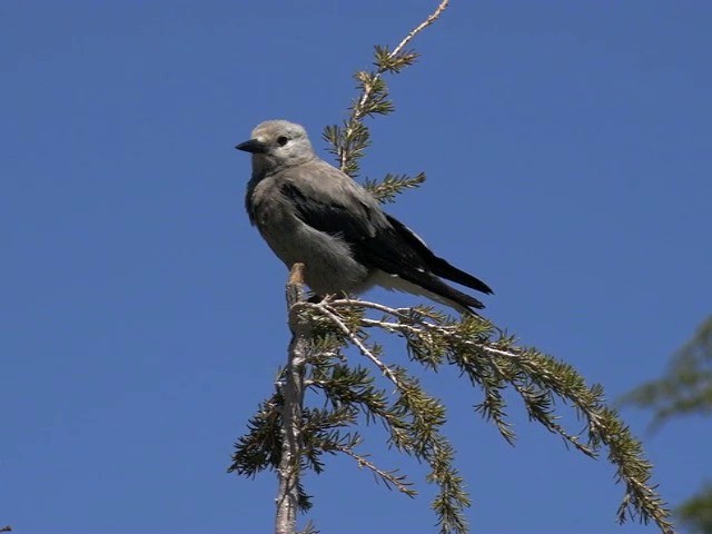 Clark's Nutcracker - ML201666131