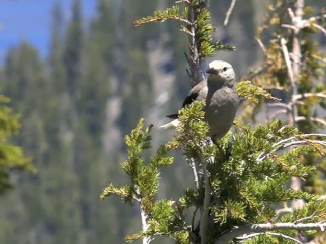 Clark's Nutcracker - ML201666141