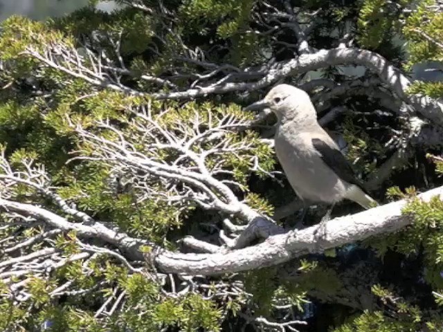 Clark's Nutcracker - ML201666151