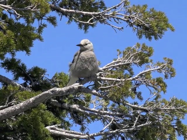 Clark's Nutcracker - ML201666161