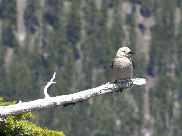 Clark's Nutcracker - ML201666171