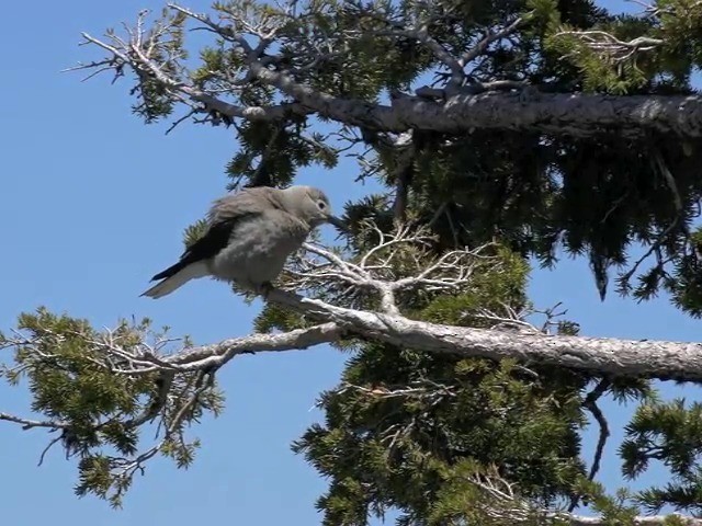 Clark's Nutcracker - ML201666181