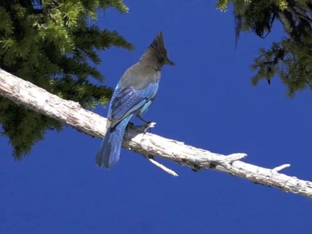 Steller's Jay (Coastal) - ML201666201