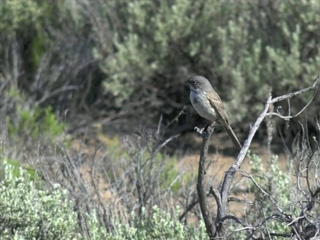 Sagebrush Sparrow - ML201666231