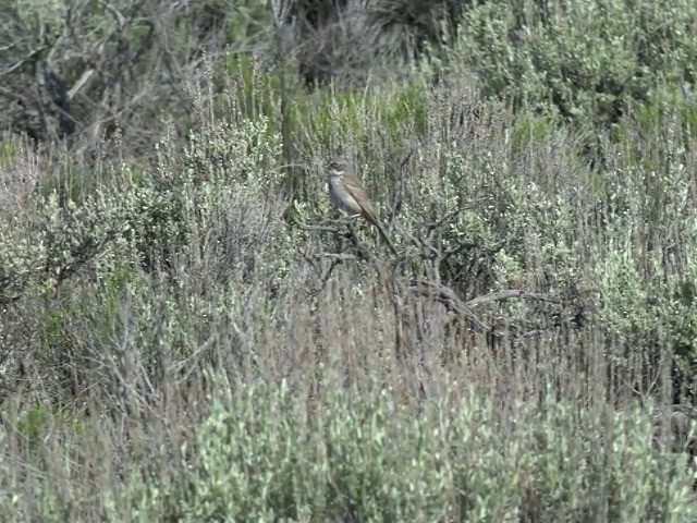 Sagebrush Sparrow - ML201666241