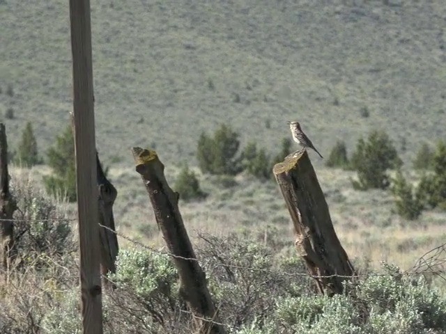 Sage Thrasher - ML201666251