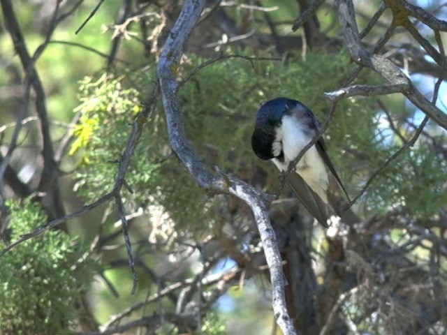 Tree Swallow - ML201666261