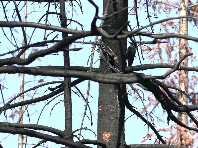 Black-backed Woodpecker - ML201666421