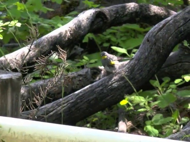 Yellow-rumped Warbler (Audubon's) - ML201666471