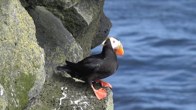 Tufted Puffin - ML201666501